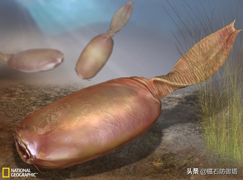 各类动物的起源,原口和后口动物怎么形成的