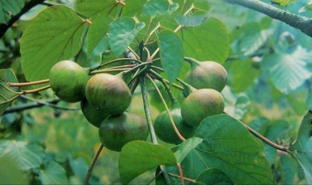 鎴峰涓嶈兘瑙︾鐨勬瘨鑺辨湁鍝簺,鍝簺姣掕姳涓嶈兘瑙︾