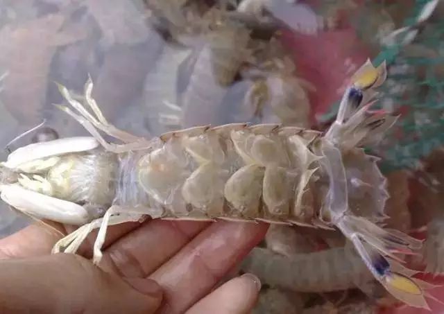 周末2日游广东,惠州2天1夜旅游大亚湾