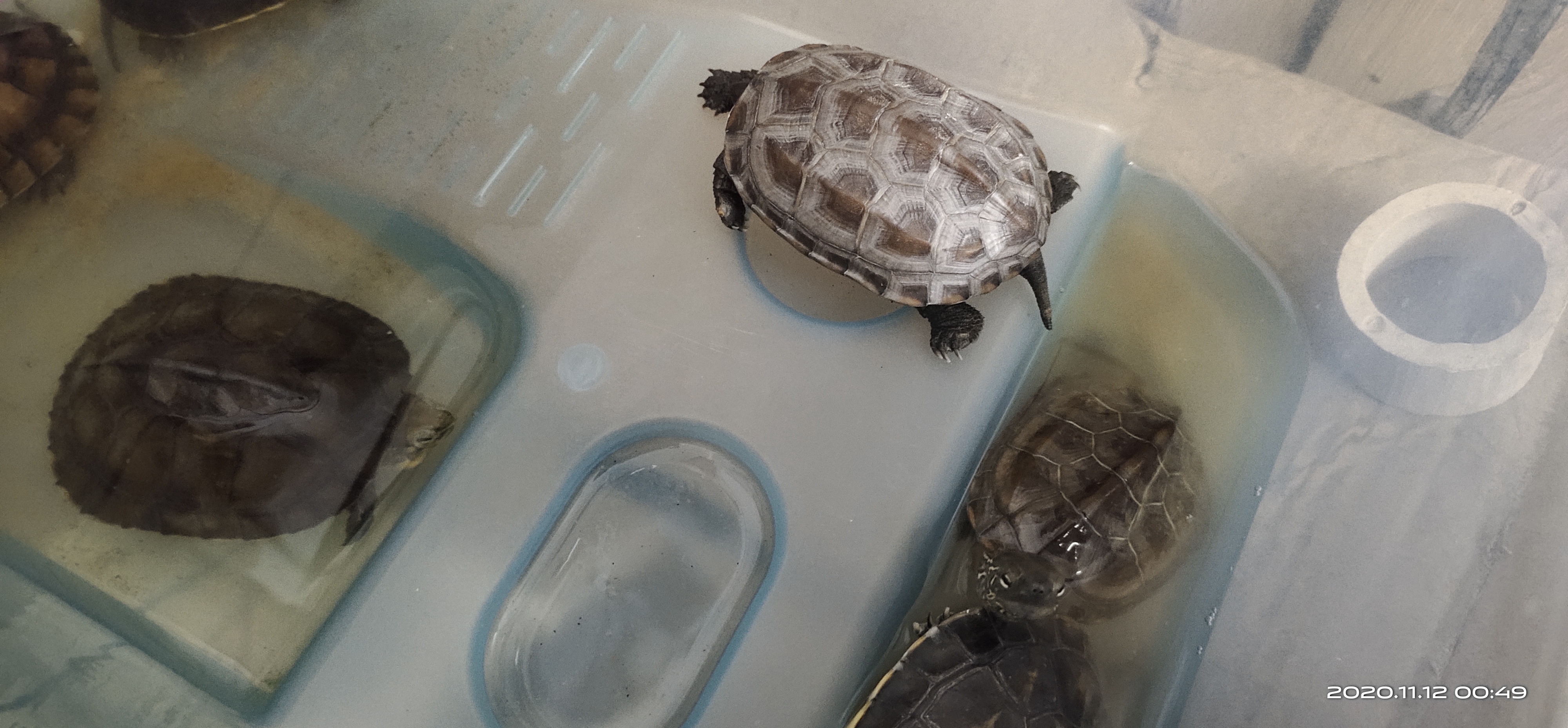 乌龟和鳄龟怎么养,胜哥广州