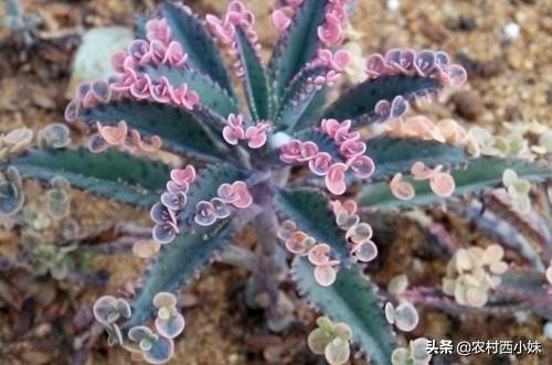 不死鸟多肉怎么种植,不死鸟多肉怎么种