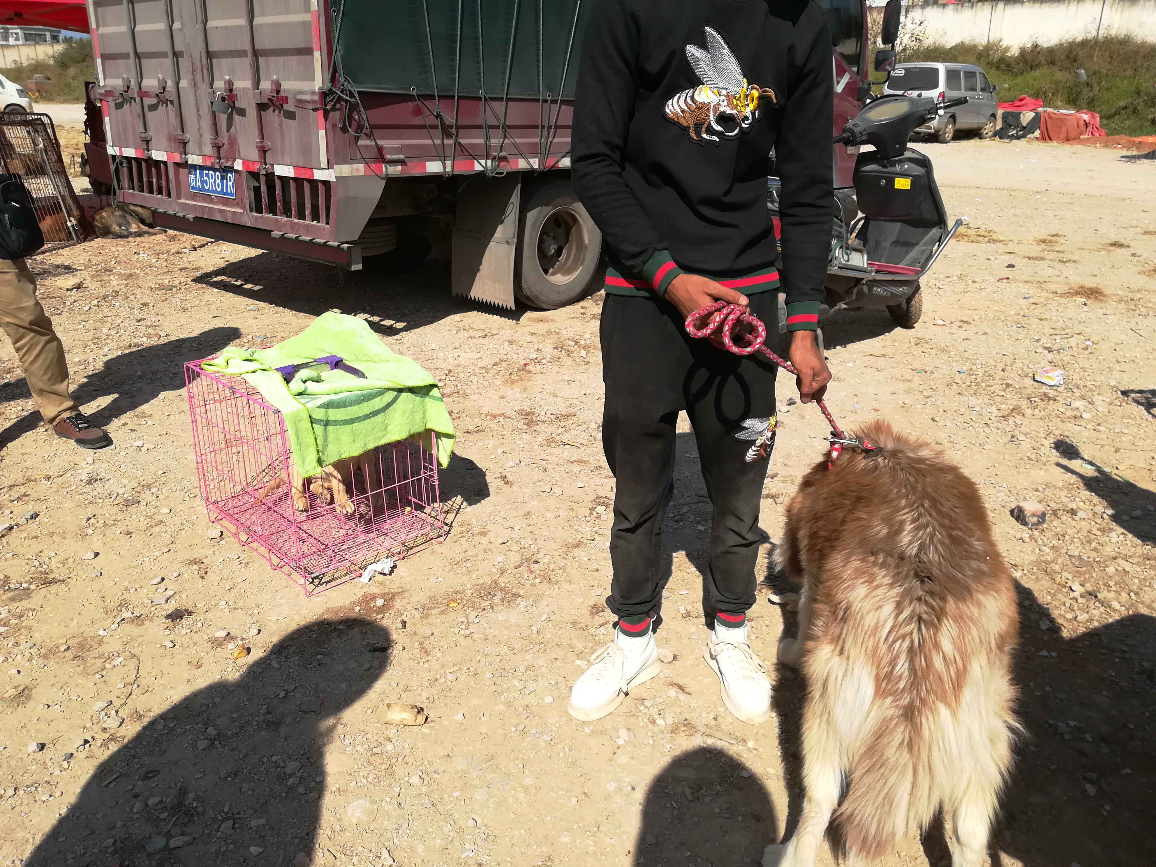 拉布拉多纯正血统成年出售,正规血统的拉布拉多价位