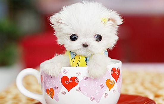 茶杯犬多少一只,茶杯图片分享