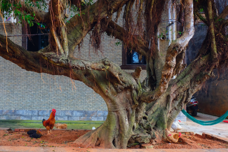 广东湛江旅游攻略赶海,湛江海边旅游攻略推荐地方