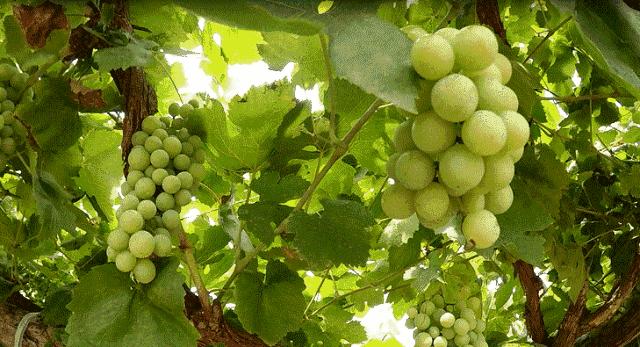 葡萄种类多吃哪种葡萄最好,怎样洗葡萄葡萄才会更好吃