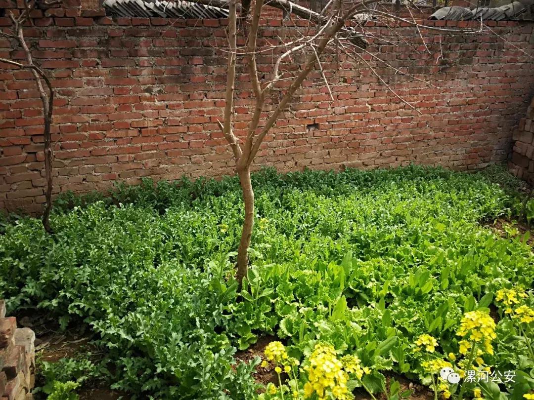 10天查处7起!这种“菜”种不得,漯河警方踏查中......