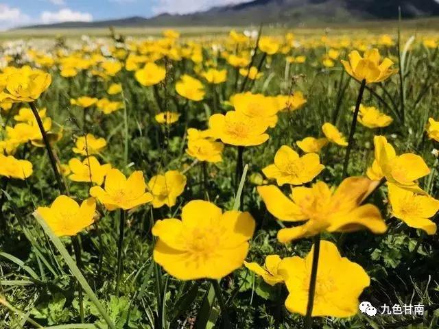 六月下旬甘南大草原花海,七月的甘南草原花海风光
