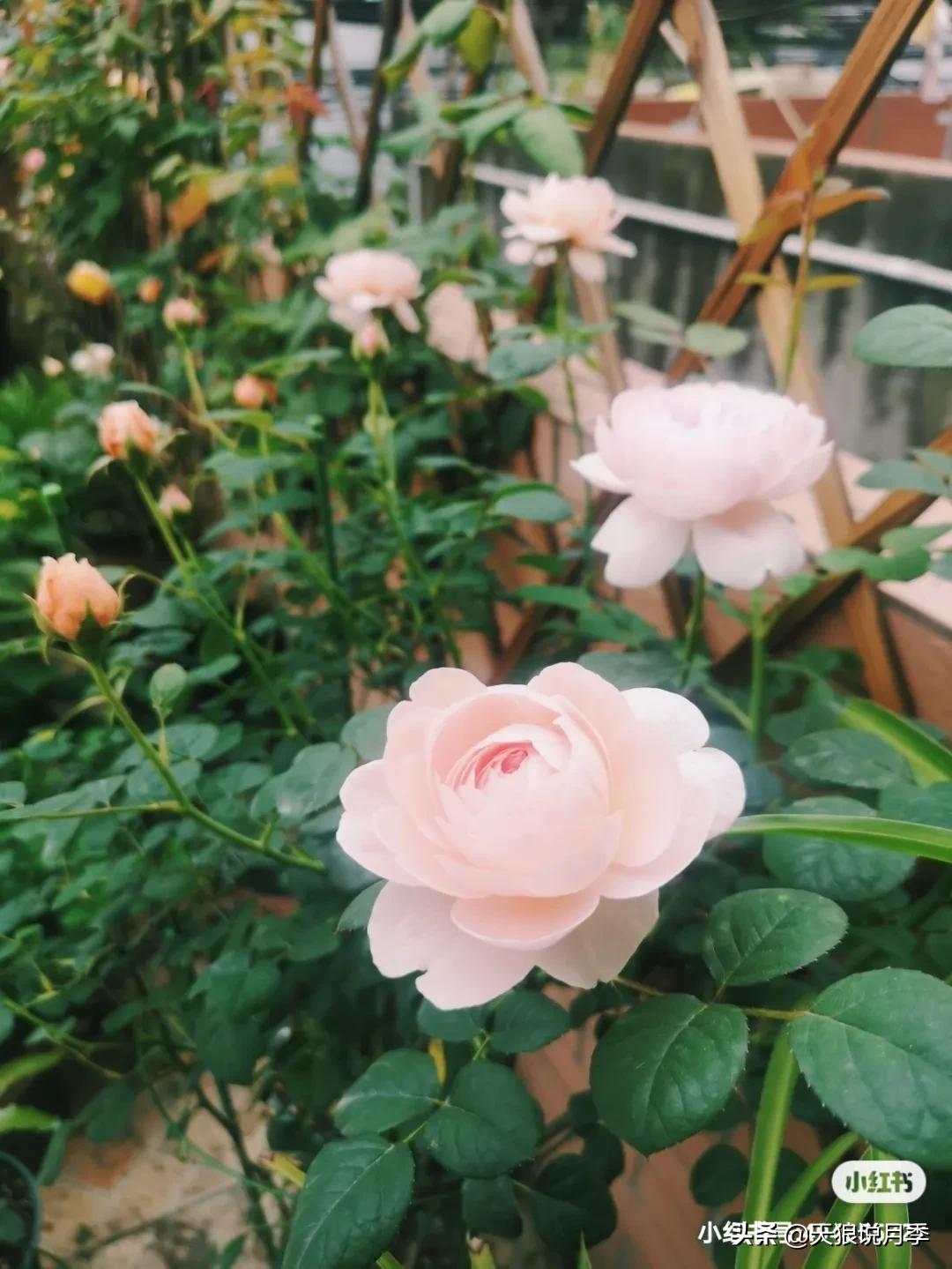 月季花是时候展现真正的技术了 (开春的第一波月季花就这么过去了)