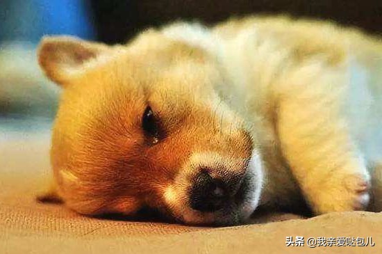 狗狗出现了呕吐的症状怎么办,狗狗呕吐的原因及解决方法