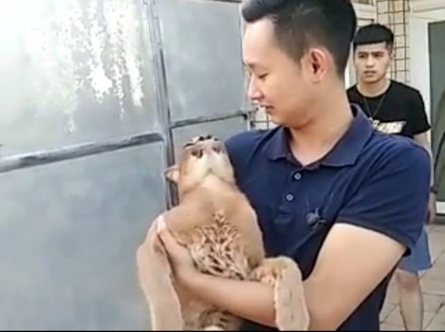 用动物做品牌宣传要版权吗,人工制作小动物宣传