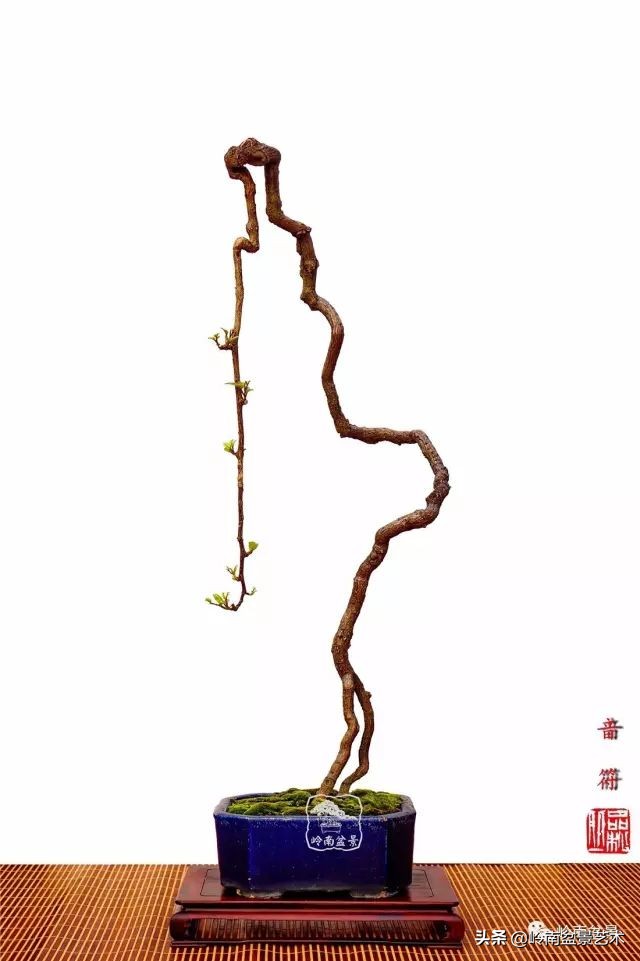 以根代杆下细上粗式盆景图片,十种适合吊着养的盆景