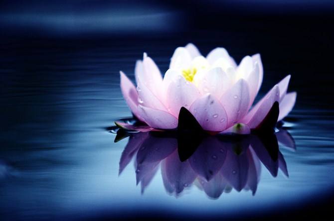 如果你来选择你会选择谁,如果让你来选择国花你会选什么