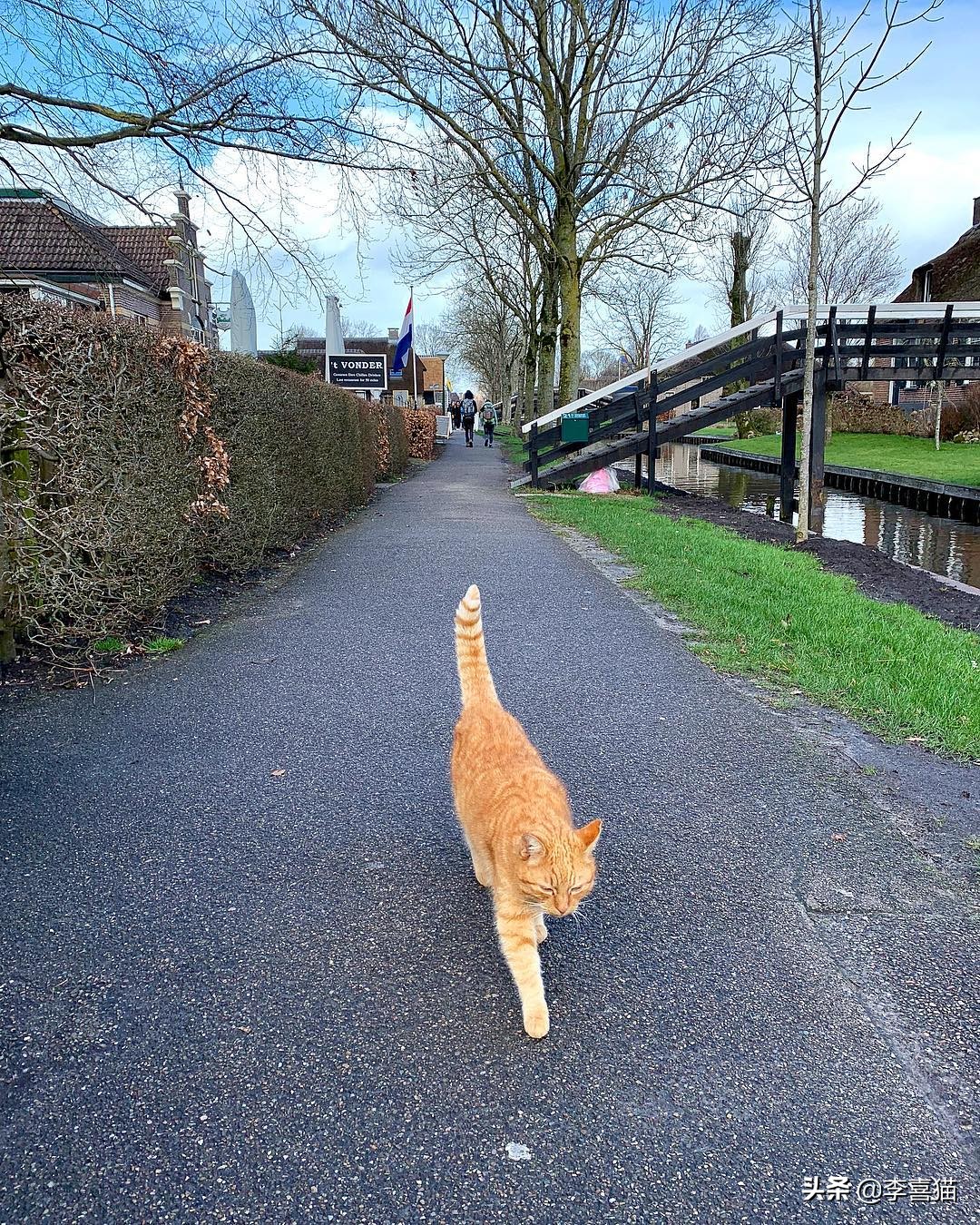 橘猫噬元兽,噬元兽为什么选择橘猫