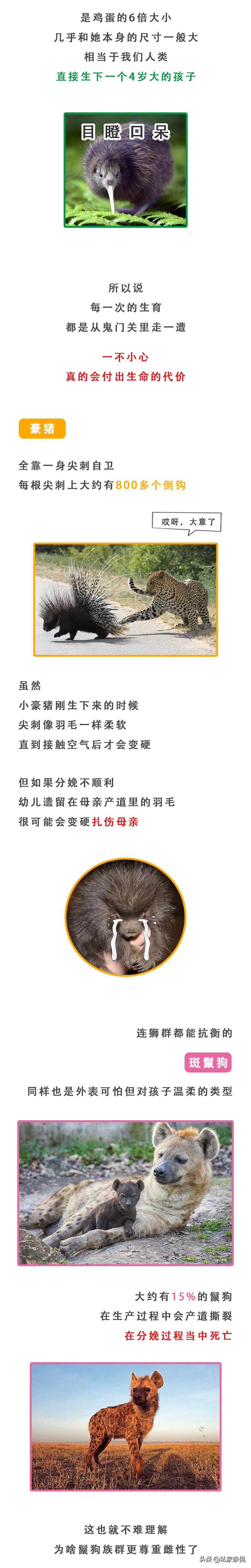 动物世界生蛋的过程,动物世界奇特的分娩方式