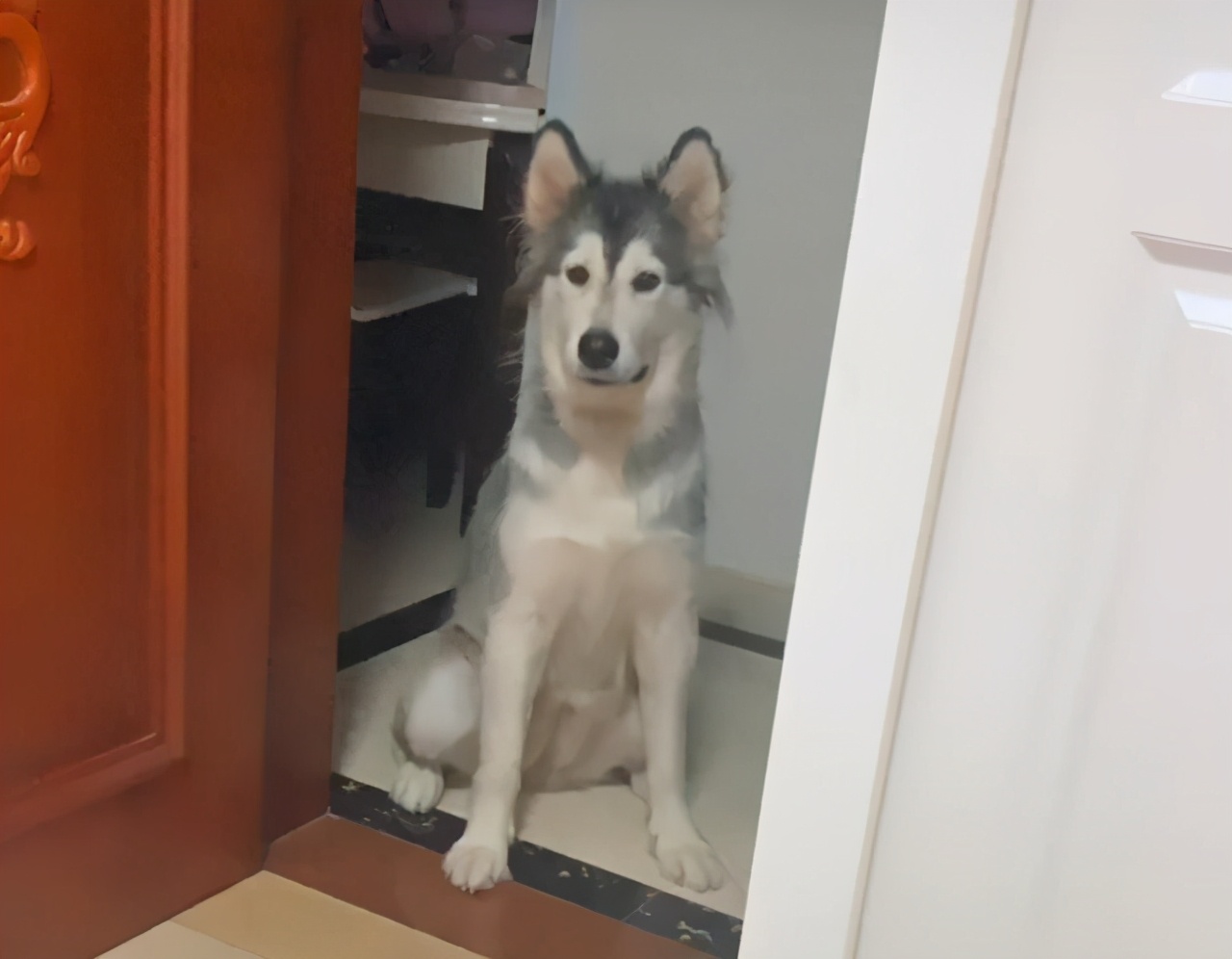 要不要让小狗生宝宝,该不该让狗生小孩