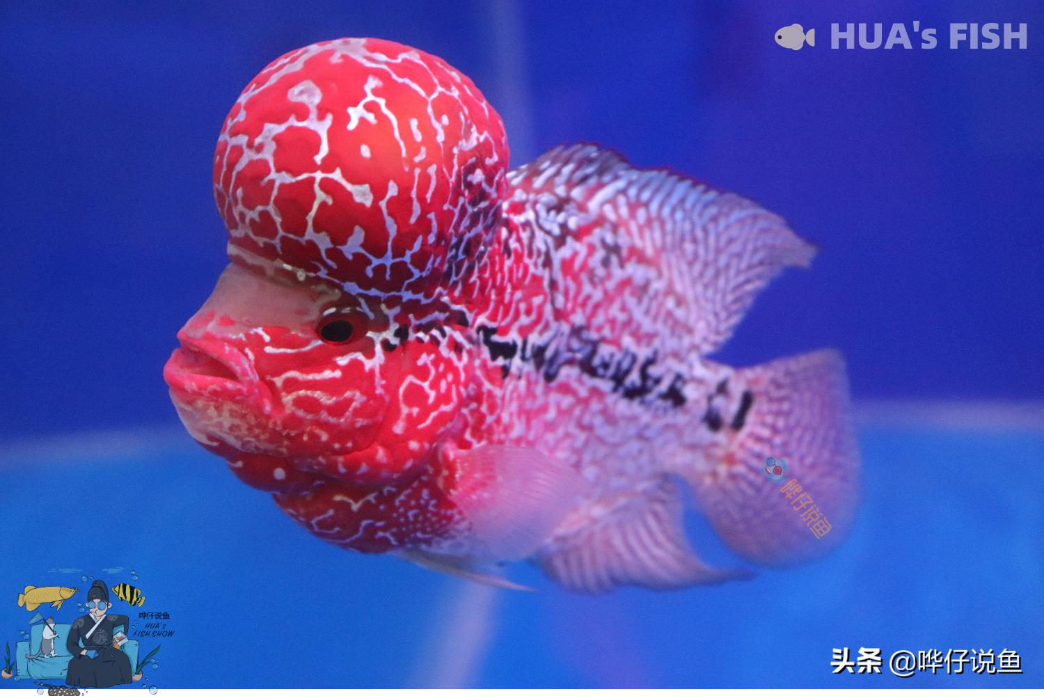 观赏鱼生病的自然疗法,观赏鱼病治疗