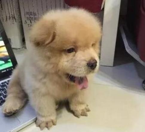 怎么判断狗狗有没有趴蹄,狗为什么喜欢趴蹄