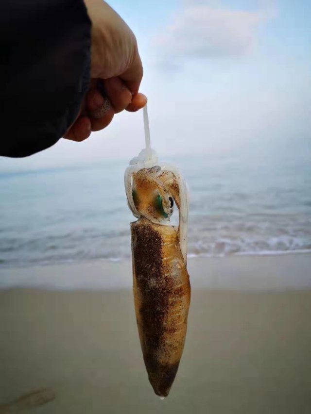 惠州檀悦豪生度假酒店附近赶海,2024年惠州赶海的最佳地方