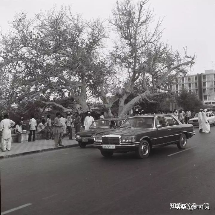 迪拜种植一棵树的成本,在迪拜种一棵树一年的成本