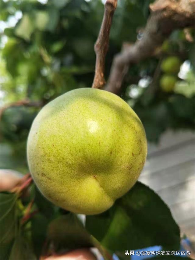 遵化有山有水的农家院,遵化美丽农家院