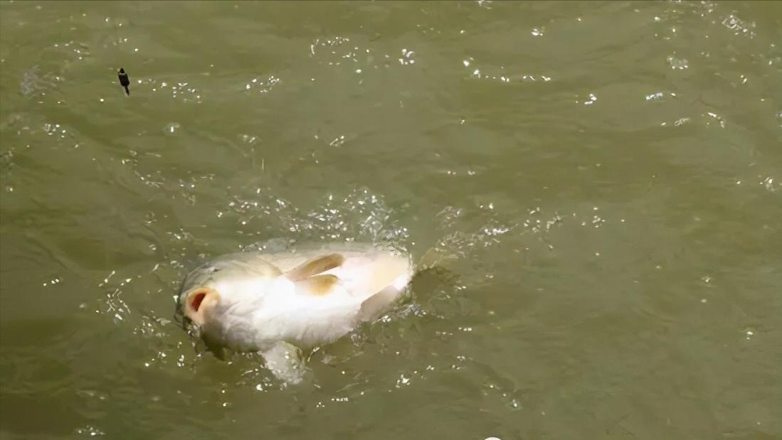 野钓浮漂上下动就是没有明显吃口,野钓时鱼吃的太饱怎么钓