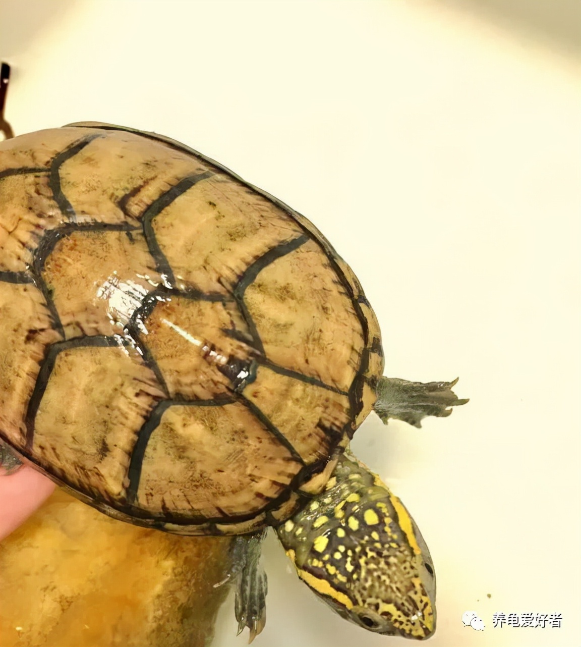 养龟的六要素,养龟要领