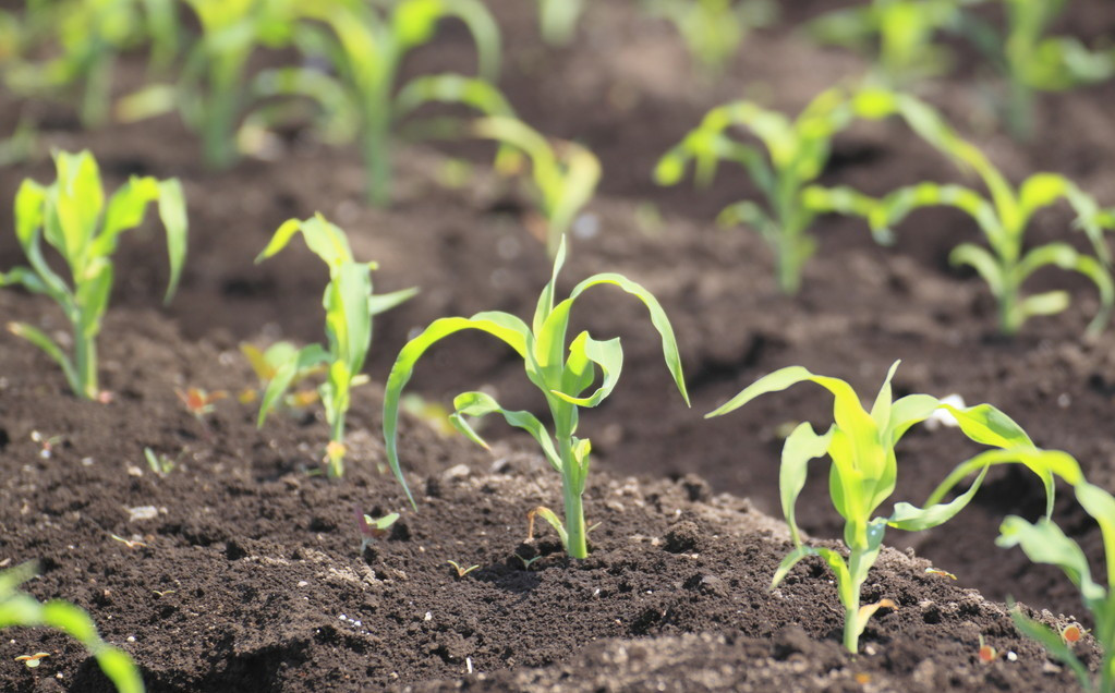 玉米出现大小苗，从这四点入手解决！