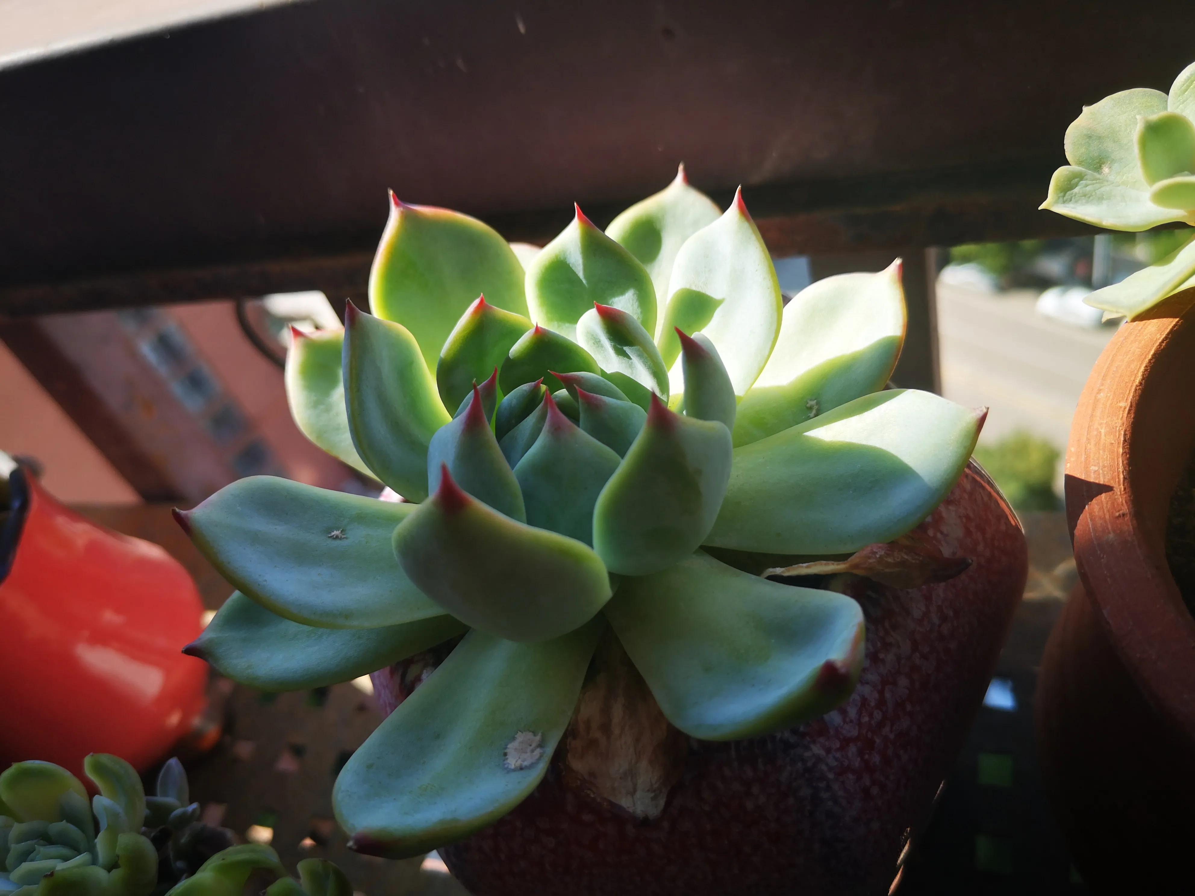 离家半个月叶插的多肉怎么办,离家一周的多肉