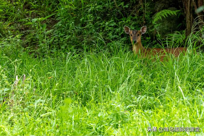 松下全画幅微单s1评测,松下s1全画幅微单拍摄视频