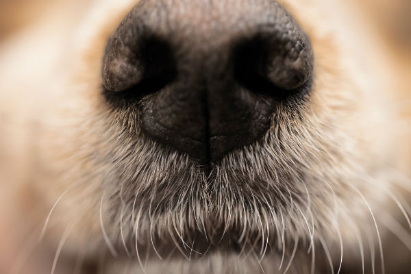 狗狗脸部肿是什么症状,狗狗水肿怎么治疗