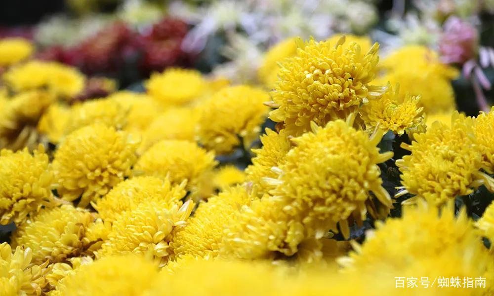 重阳节赏菊正当时，推荐国内这9个地方的赏菊好去处，沉浸式赏花