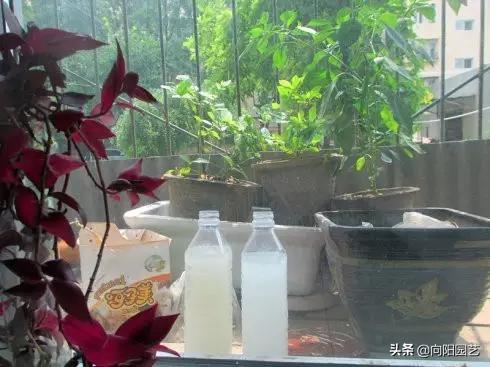 淘米水臭了怎么养花,淘米水养花发臭