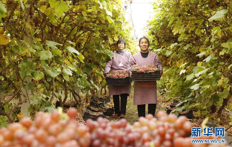 高端媒体看磁县,高端媒体看邢台新华社