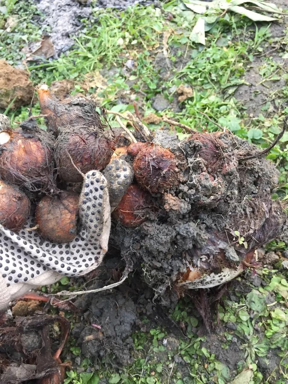 建一座完全不打药的生态花园,所有生命在这里和谐共处,值得收藏