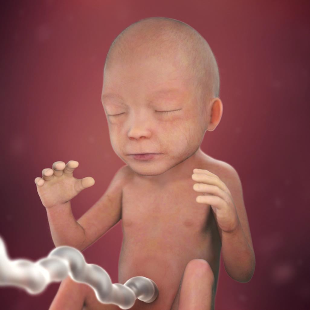 怀孕40周胎宝宝每周长什么样,怀孕40周胎停什么原因