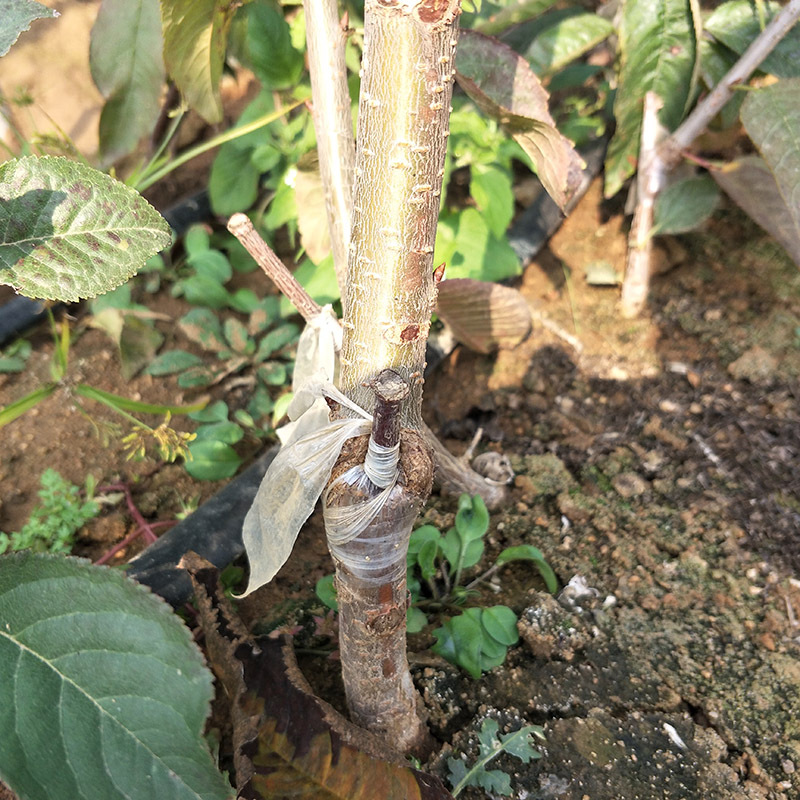 南方车厘子，网红水果靠谱吗