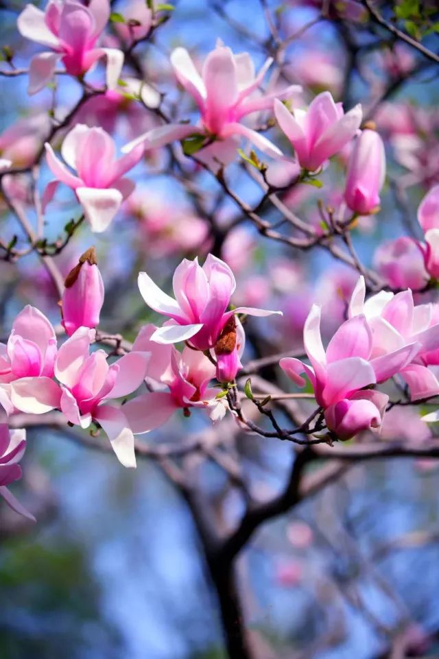 春天里最美的花儿，语文课本上的天下第一……一定要带孩子来