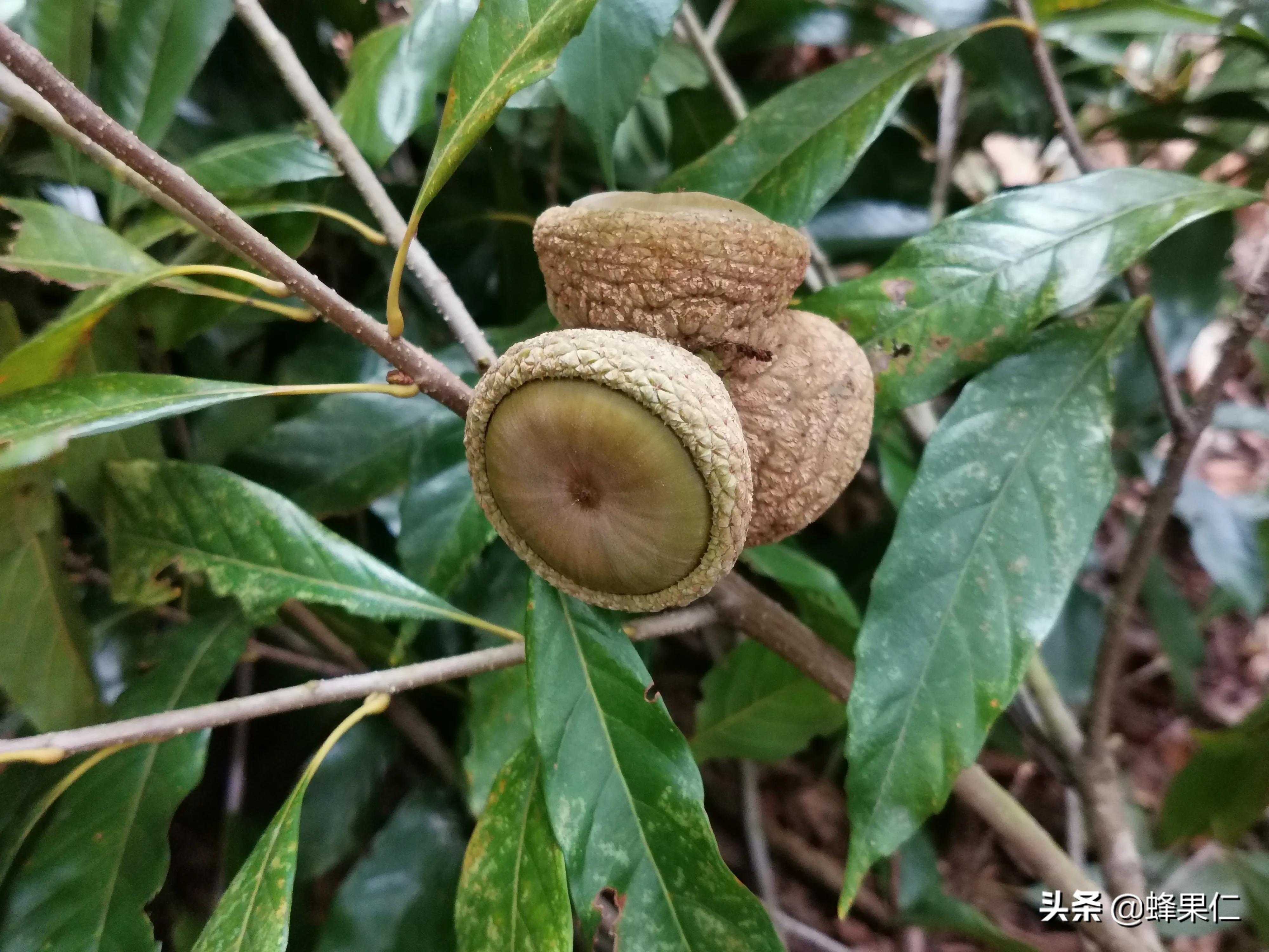 农村的所有野果,农村常见50种野果