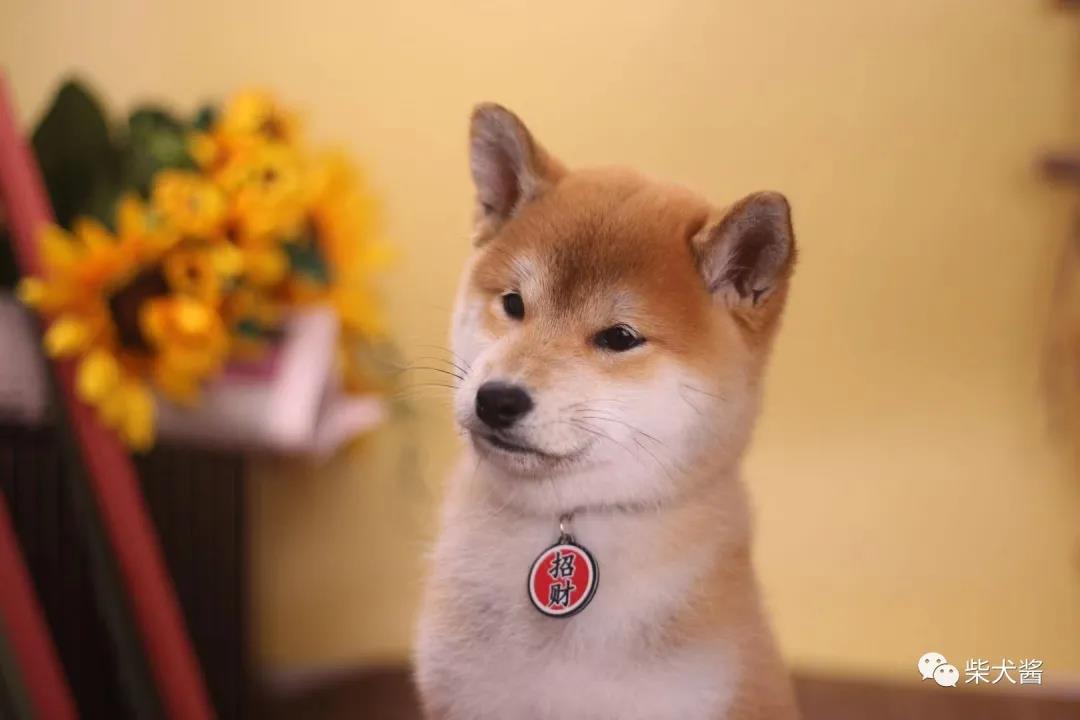 柴犬品相怎么看纯种柴犬标准,如何挑选品相好的柴犬