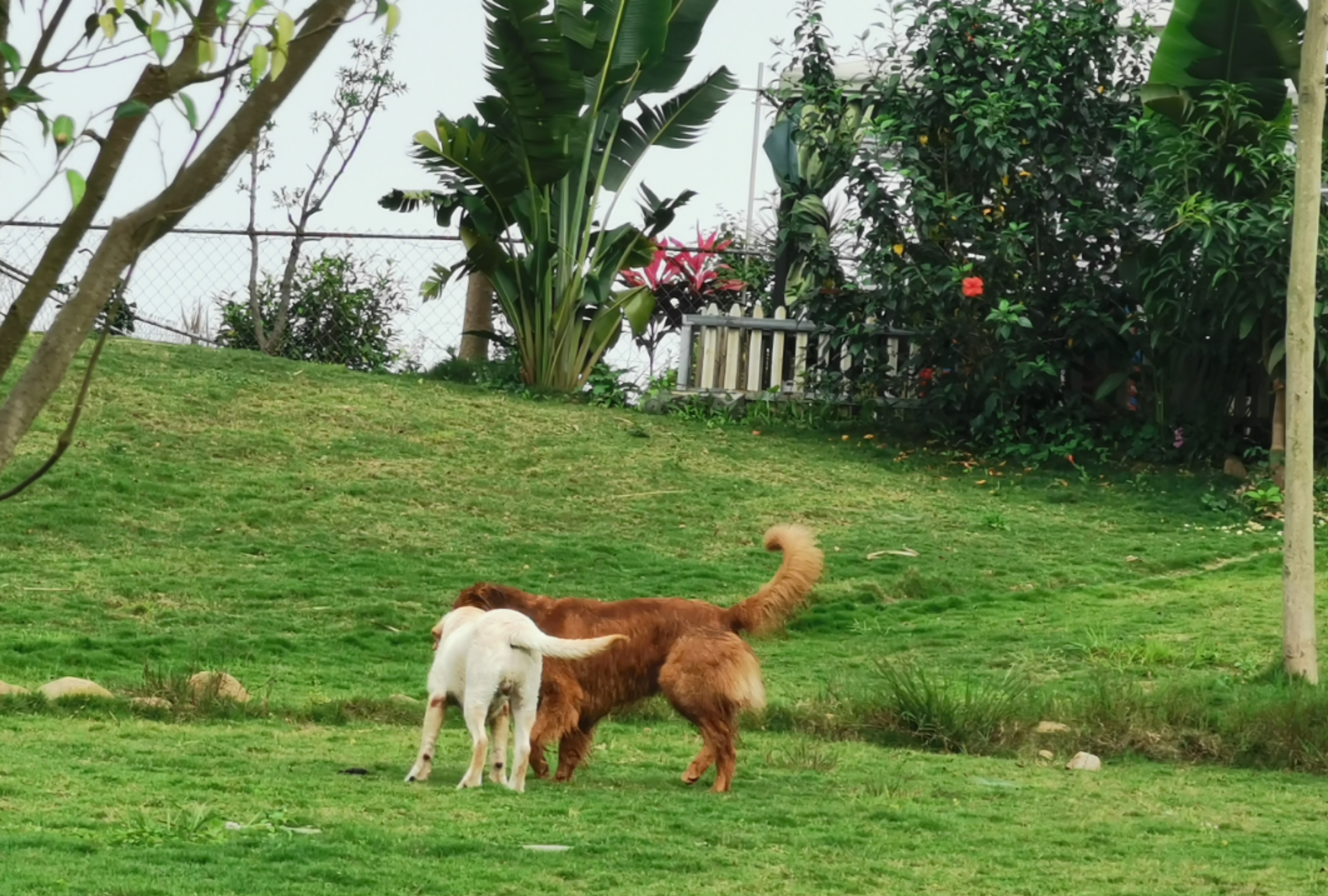 母狗发情期,狗主人记得要做好这3点,要不然哪天带球回家你别哭