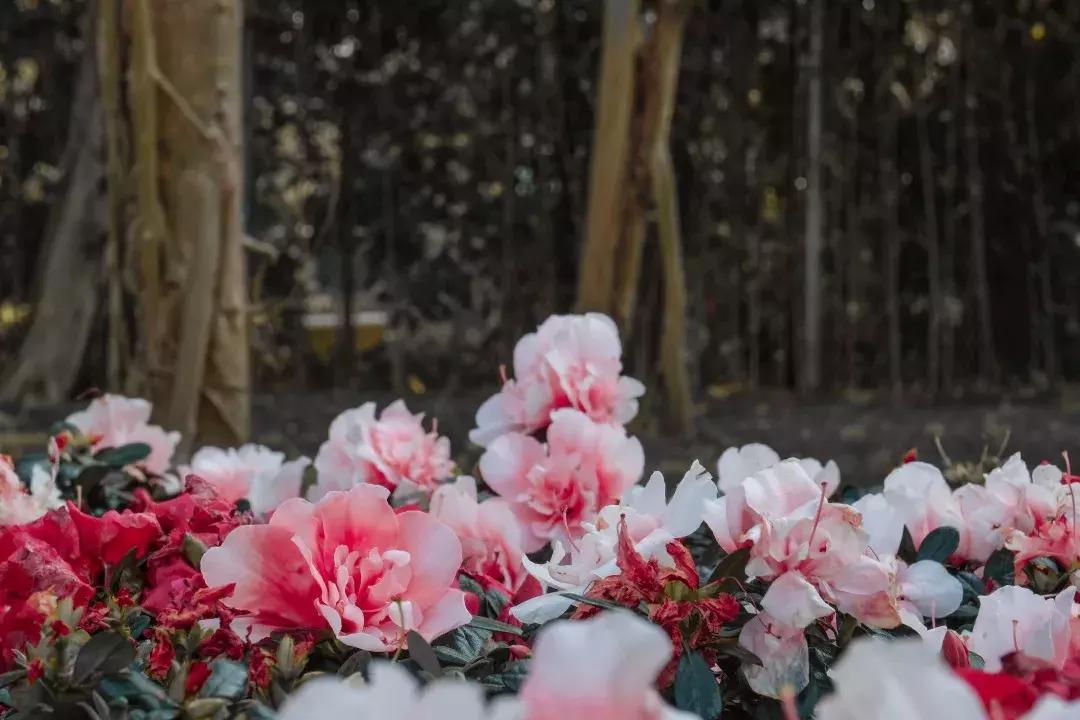 如今的世界之窗,介绍世界之窗