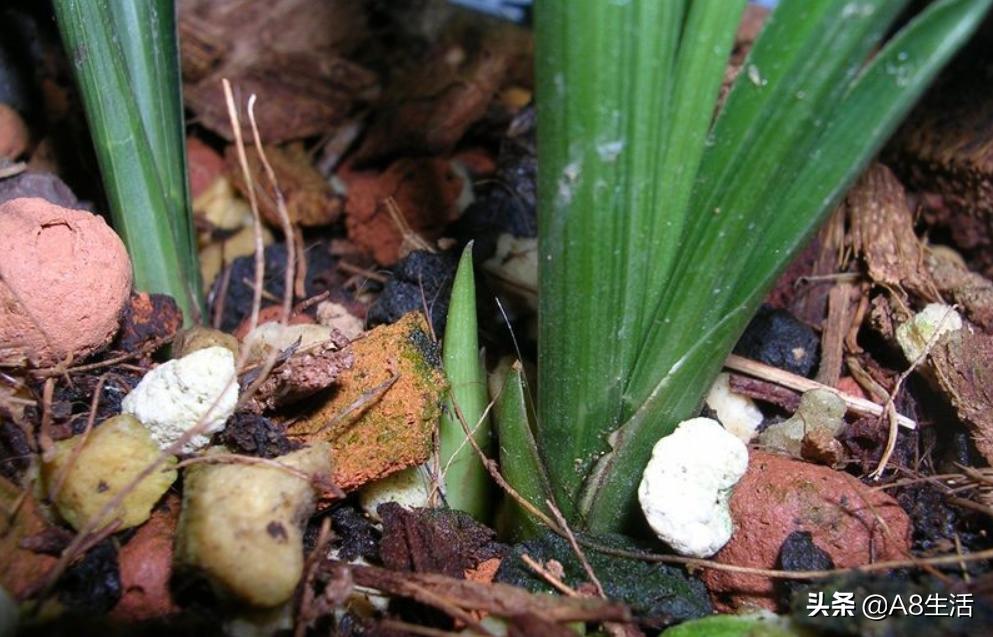 春兰名品兰花,春兰兰花名品图鉴