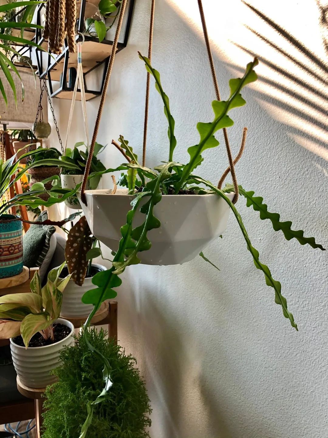 家里养的盆栽鱼骨令箭不开花,叶子发皱,可能是这5点没做好