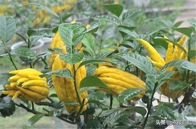 金华佛手的种植技术,佛手种植技术有哪些
