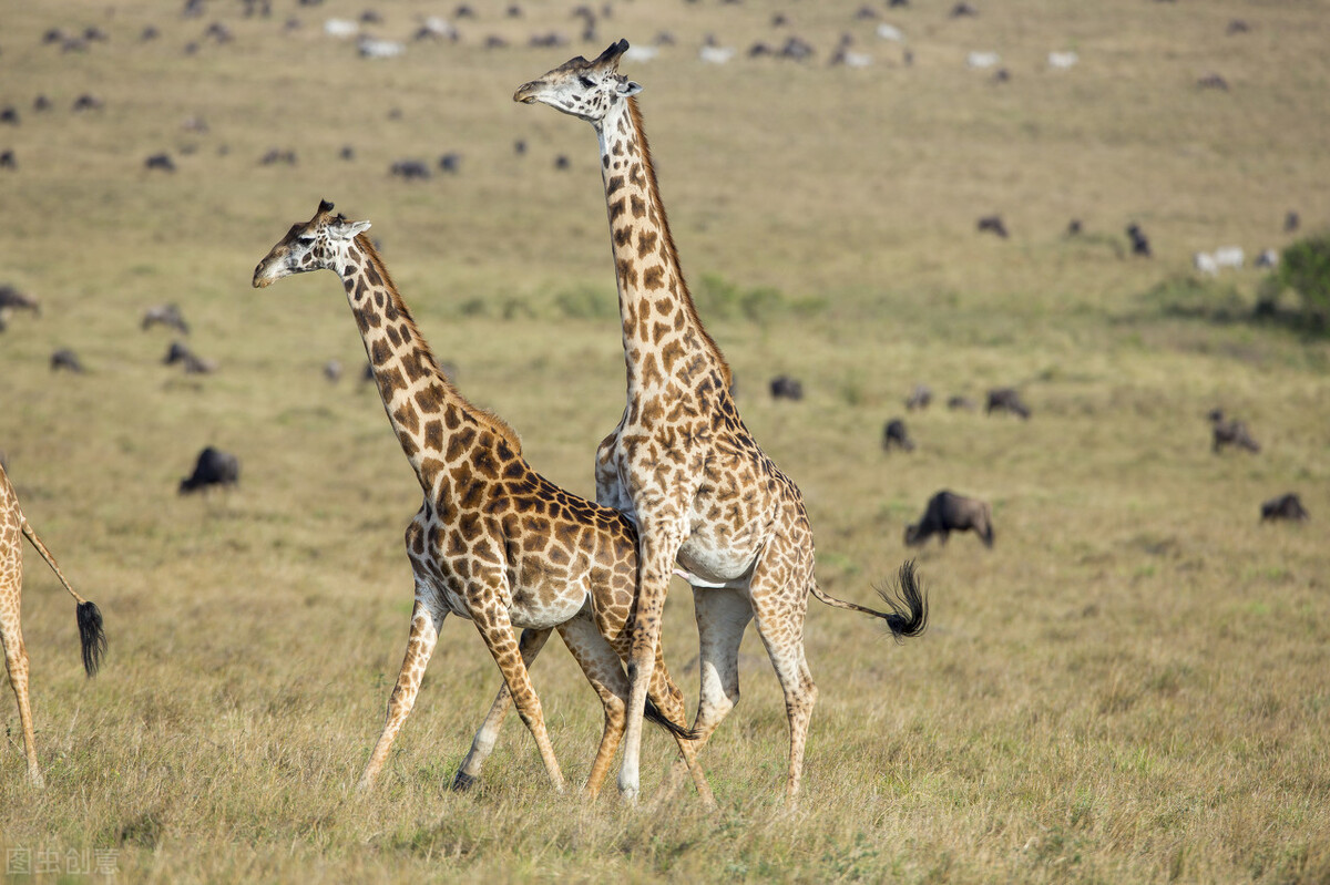 为了更好地传宗接代，动物们进化出了这些奇葩的交配行为