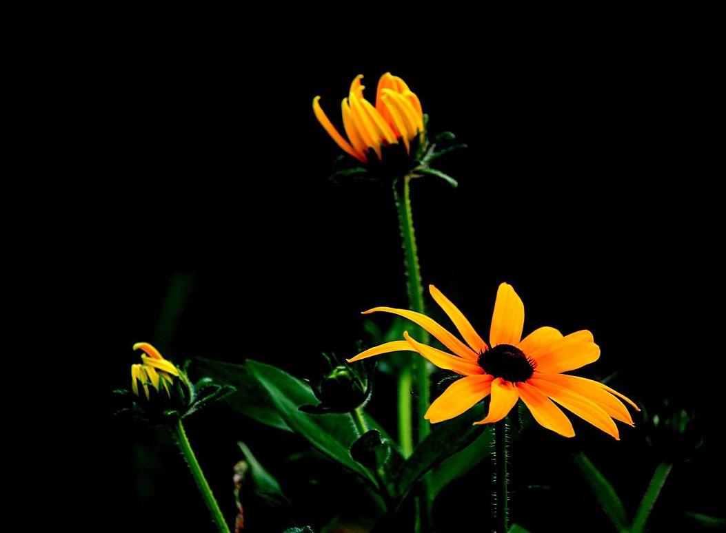 黑心菊开花持续时间,黑心菊冬天如何催花