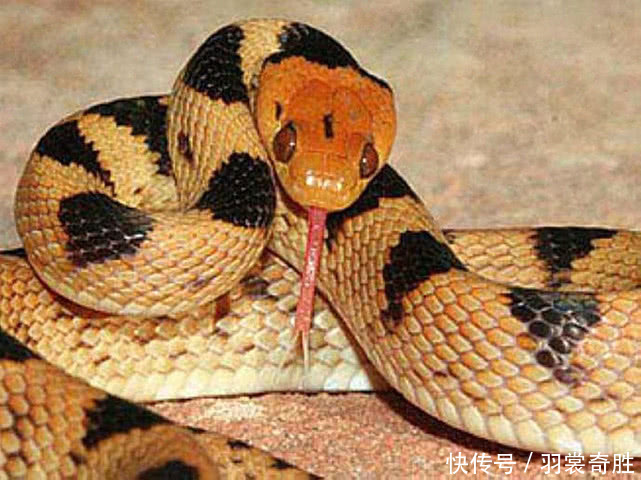 最凶残的毒蛇是谁,全球攻击性最强的毒蛇