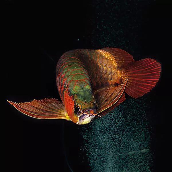 鍏婚緳楸肩殑鍑犱釜闃舵,鍏婚緳楸肩殑鍑犵鎵嬫