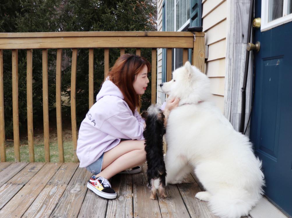 怎么在家洗狗能把狗洗干净,正确的洗狗步骤