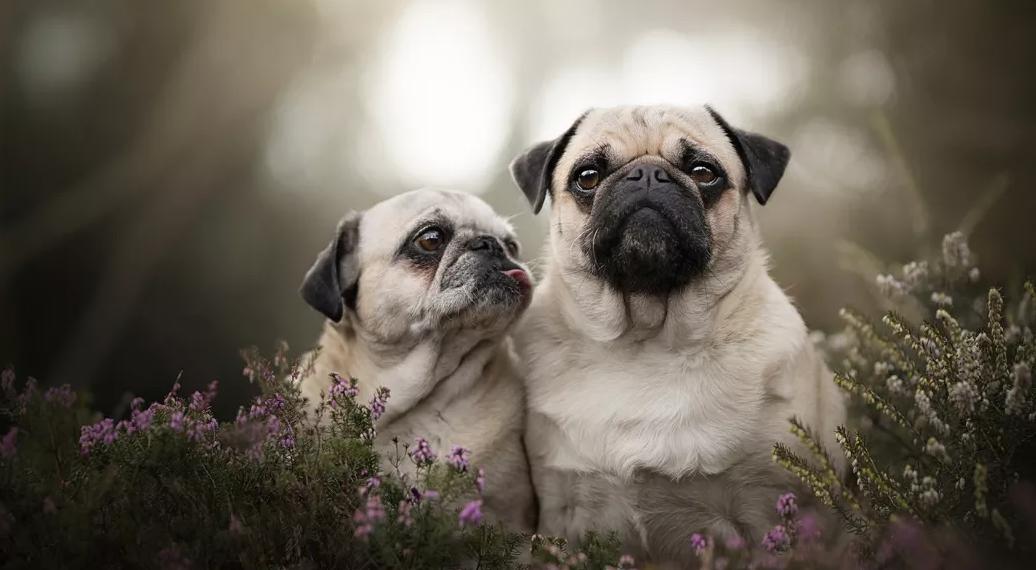 搞笑gif段子因为爱情所以共患难,搞笑gif段子小伙子你谈恋爱了吗